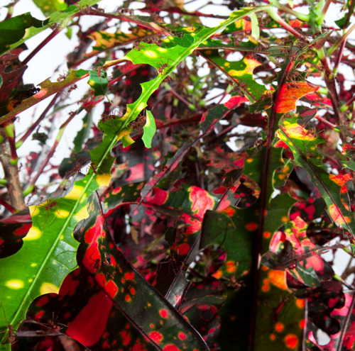 Codiaeum Variegatum
